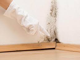 Why You Should Choose Our Mold Remediation Services in Easton, MD